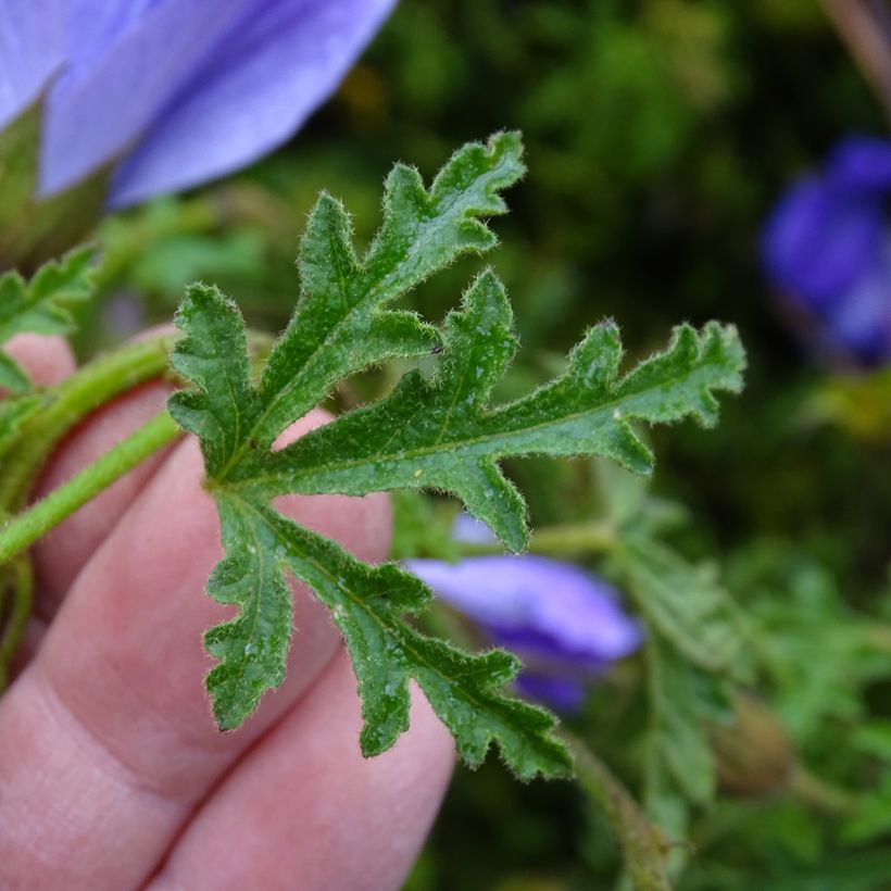 Alyogyne huegelii - Australische hibiscus (Blad)