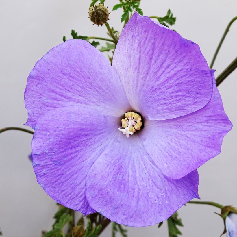 Alyogyne huegelii - Australische hibiscus (Bloei)