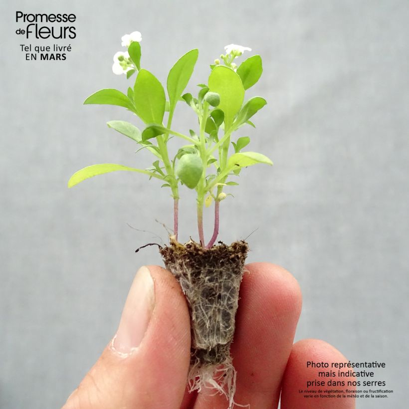 Exemplaar van Lobularia maritima Snow Crystals - Zilverschildzaad Minimotte: kluitje van 2,2 cm x 2 cm in kweekplaat per 35 stuks zoals geleverd in de lente