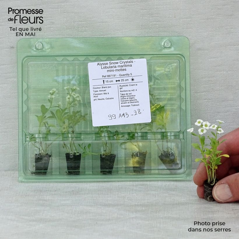 Exemplaar van Lobularia maritima Snow Crystals - Zilverschildzaad Mini-mot Ø 1,5/2,5 cm zoals geleverd in de lente