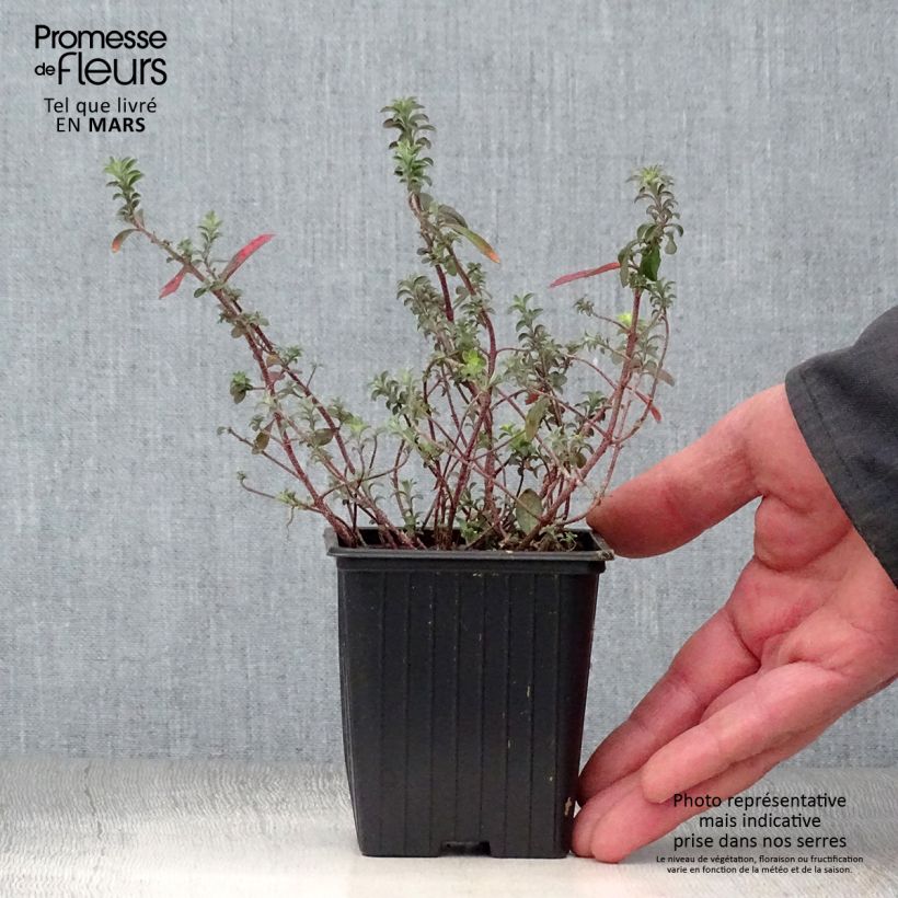 Exemplaar van Alyssum argenteum - Schildzaad Kweekpotje van 7/8 cm zoals geleverd in de lente