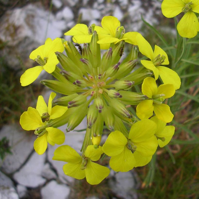 Alyssum montanum Berggold - Schildzaad (Bloei)