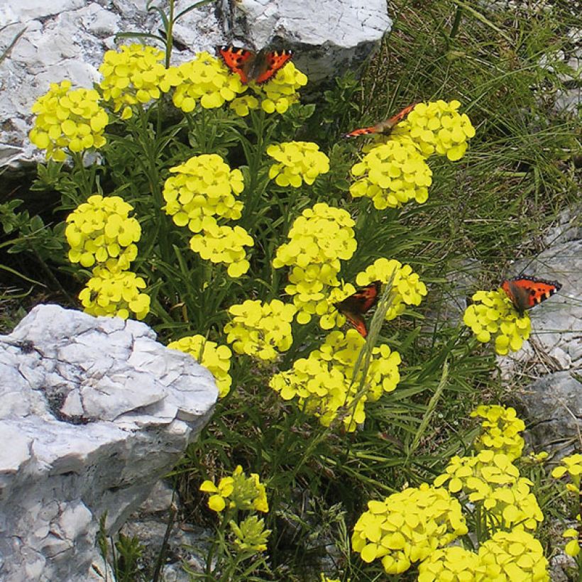 Alyssum montanum Berggold - Schildzaad (Groeiplaats)