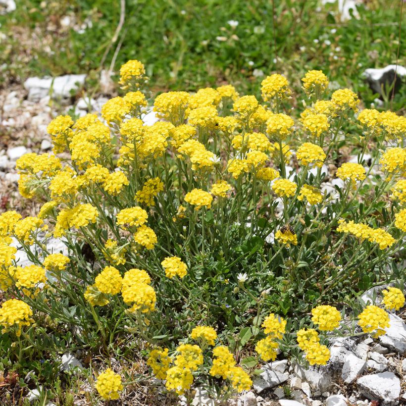 Alyssum montanum Berggold - Schildzaad (Groeiplaats)