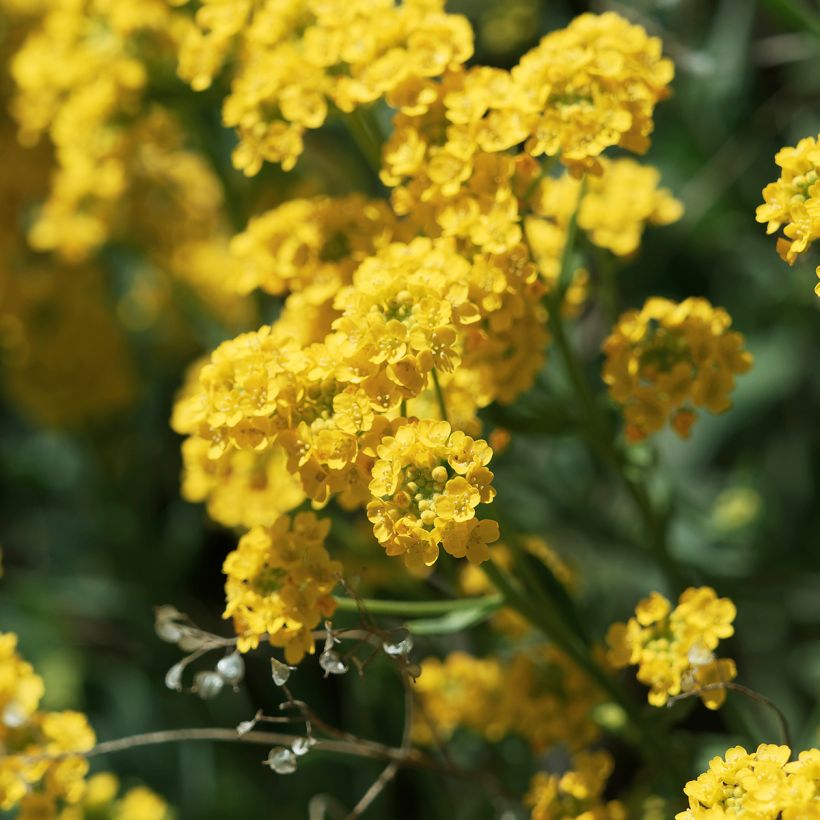 Alyssum saxatilis Goldkugel - Rotsschildzaad (Bloei)