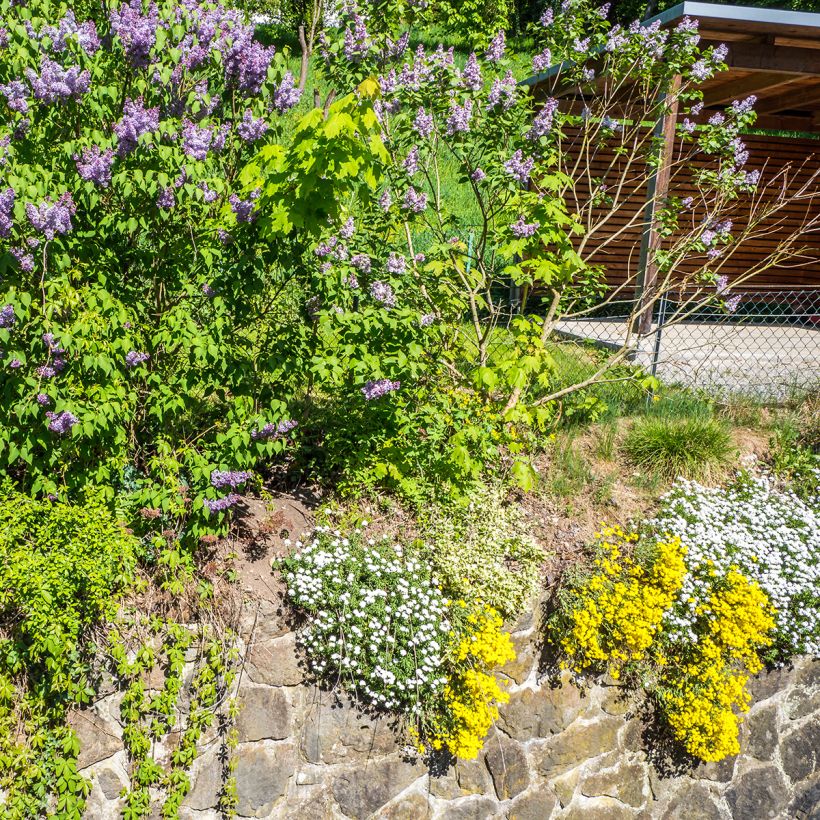 Alyssum saxatilis Goldkugel - Rotsschildzaad (Groeiplaats)