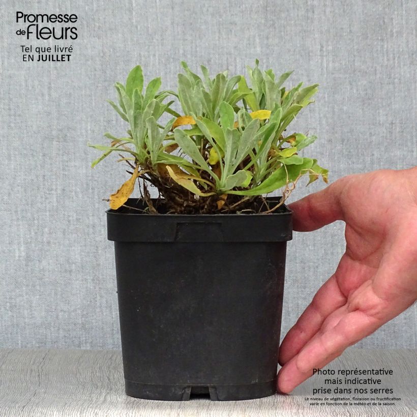 Exemplaar van Alyssum saxatilis Goldkugel - Rotsschildzaad Pot van 2 l/3 l zoals geleverd in de zomer