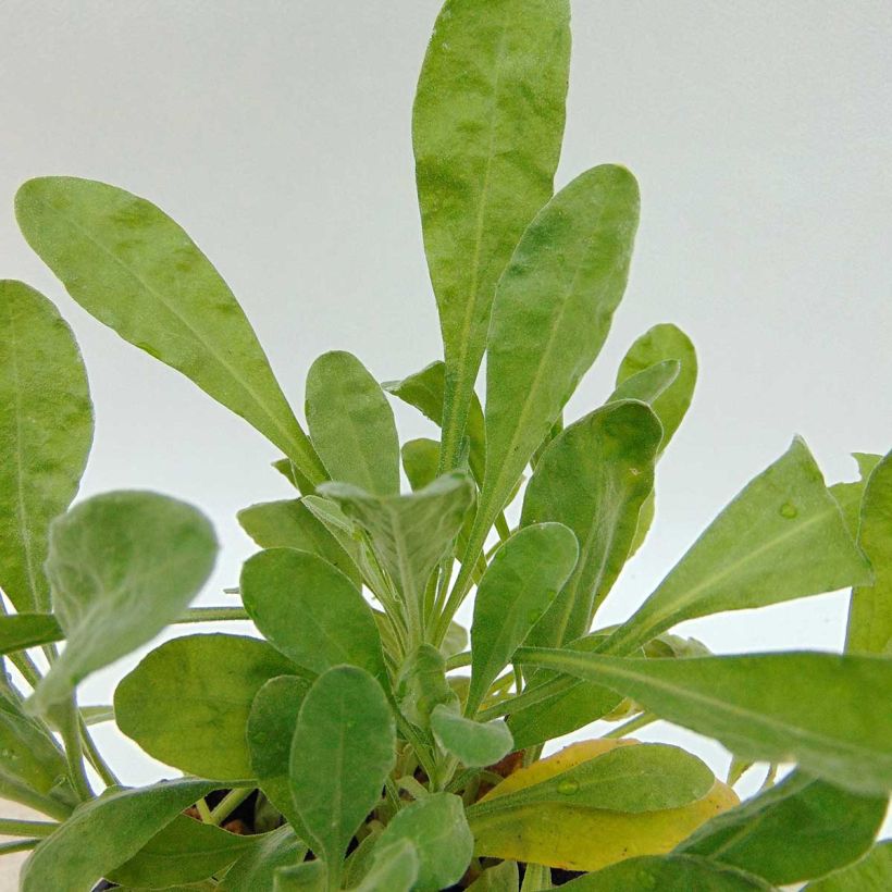 Alyssum saxatilis Goldkugel - Rotsschildzaad (Blad)