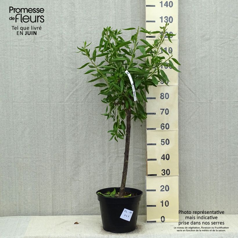 Exemplaar van Amandelboom Ferragnes Pot van 7,5 l/10 l, Kelkvormig zoals geleverd in de zomer