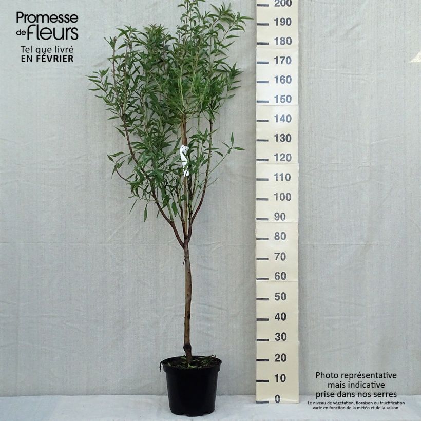 Exemplaar van Amandelboom Princesse Pot van 7,5 l/10 l, Kelkvormig zoals geleverd in de herfst
