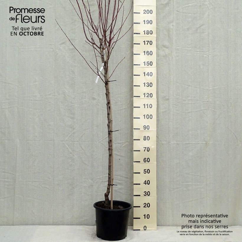 Exemplaar van Amandelboom Supernova (autofertiel) Pot van 12 l/15 l, Half-hoge stam zoals geleverd in de herfst