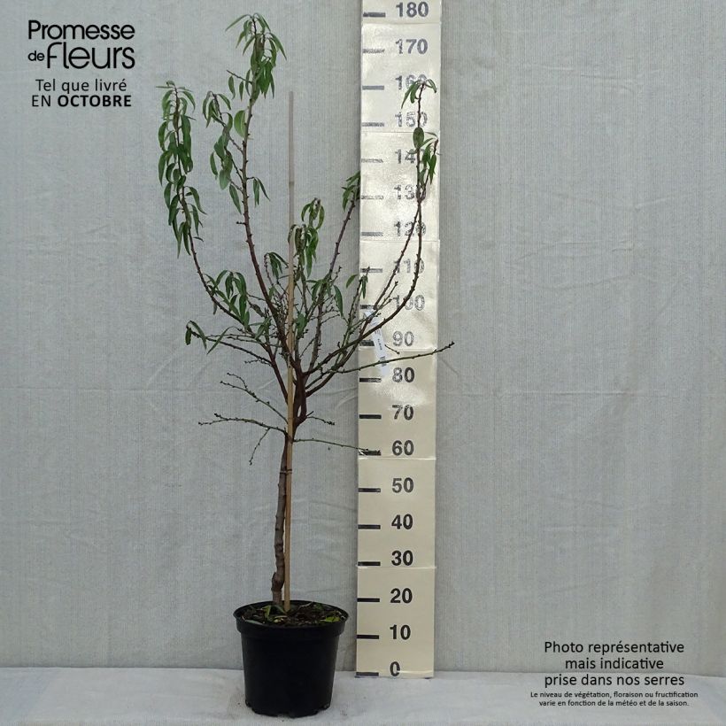 Exemplaar van Amandelboom Texas Pot van 7,5 l/10 l, Kelkvormig zoals geleverd in de herfst