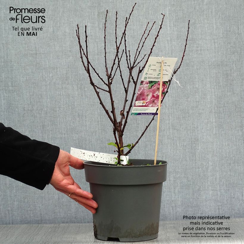 Example of Prunus triloba - Amandelboompje Pot van 4 l/5 l as you get in printemps