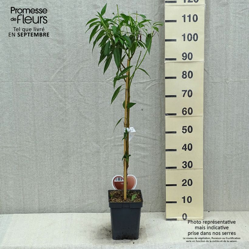 Exemplaar van Amandelboom - Prunus dulcis Pot van 4 l/5 l, Struik zoals geleverd in de zomer