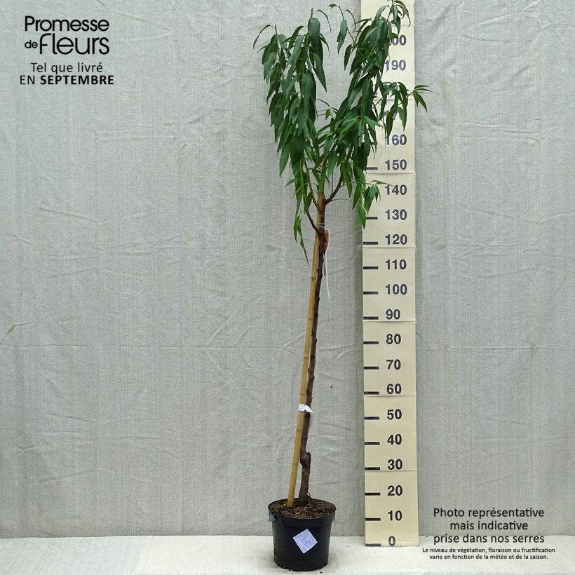 Exemplaar van Amandelboom - Prunus dulcis Pot van 7,5 l/10 l, Half-hoge stam zoals geleverd in de zomer