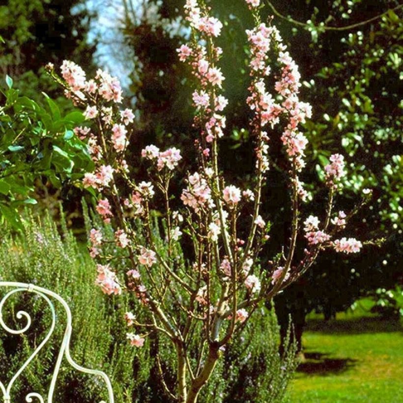 Dwergamandelboom Fruit Me Almond Me (autofertiel) (Groeiplaats)