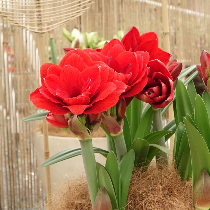 Amaryllis Double Dragon - Hippeastrum (Groeiplaats)