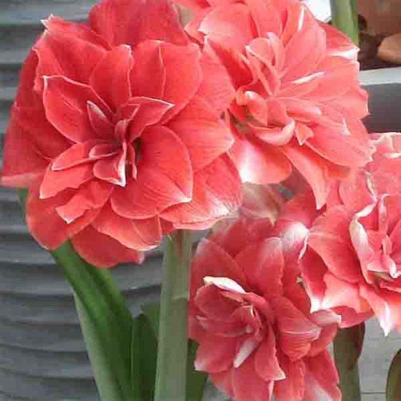 Amaryllis Double Dream - Hippeastrum (Bloei)
