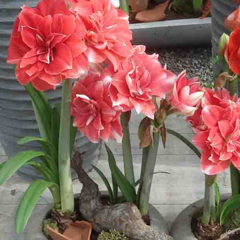 Amaryllis Double Dream - Hippeastrum (Groeiplaats)