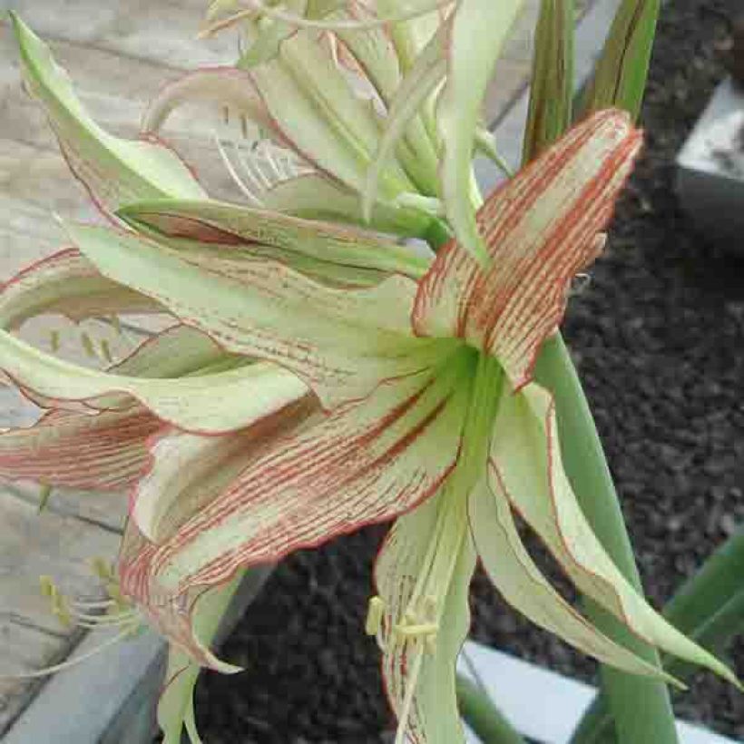 Amaryllis Emerald - Hippeastrum (Bloei)