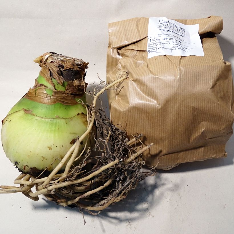 Voorbeeld van een exemplaar van Amaryllis Evergreen - Hippeastrum Bol kaliber 30/32 zoals geleverd