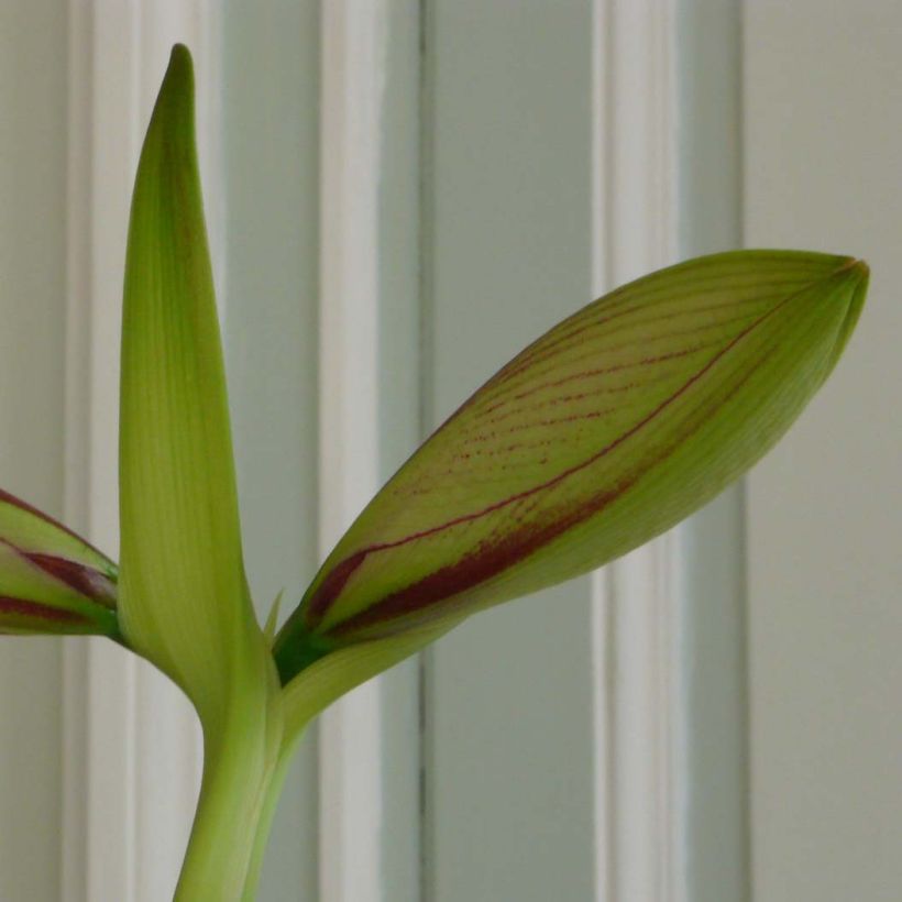 Amaryllis Exotic Star (Blad)