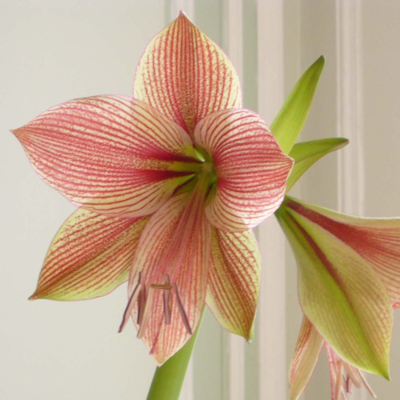 Amaryllis Exotic Star (Bloei)