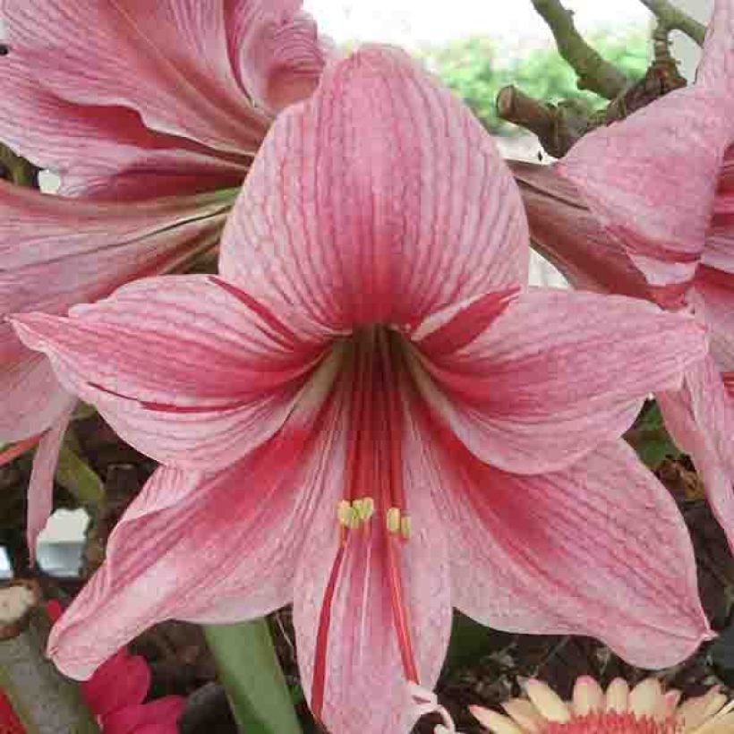 Amaryllis Gervase - Hippeastrum (Bloei)