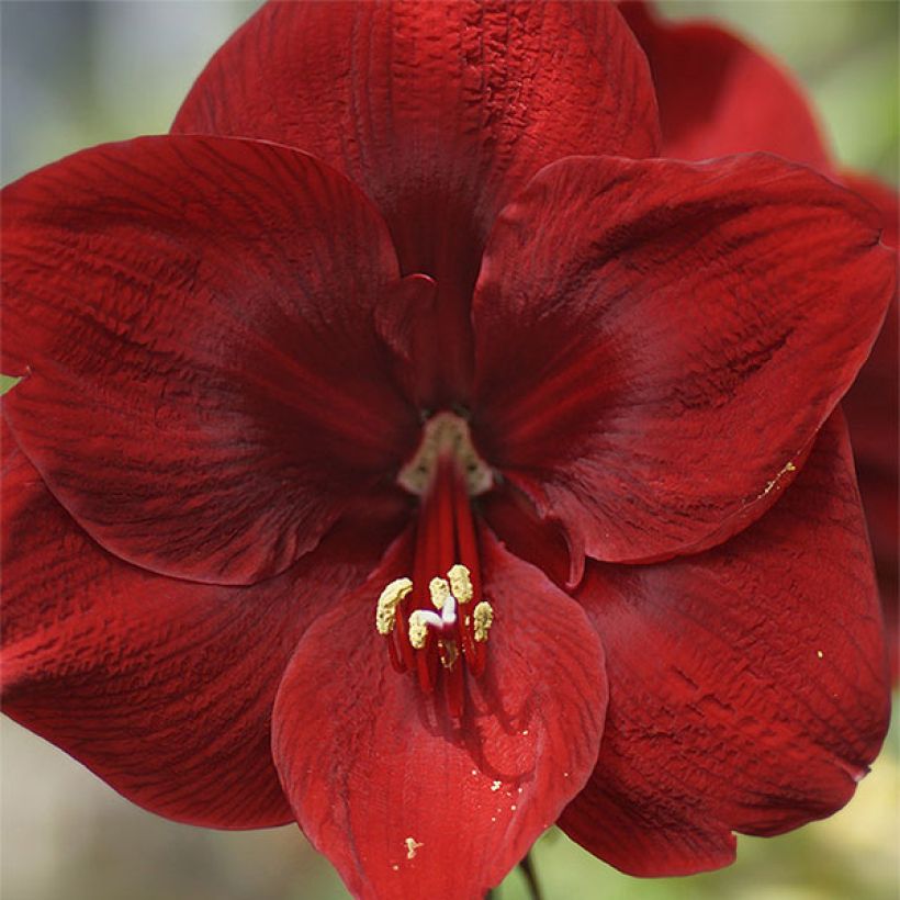Amaryllis Grand Diva - Hippeastrum (Bloei)
