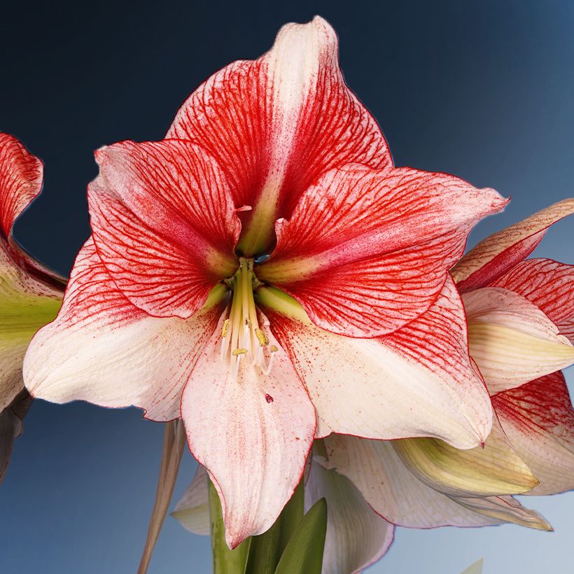 Amaryllis Grandise Fantasy - Hippeastrum (Bloei)