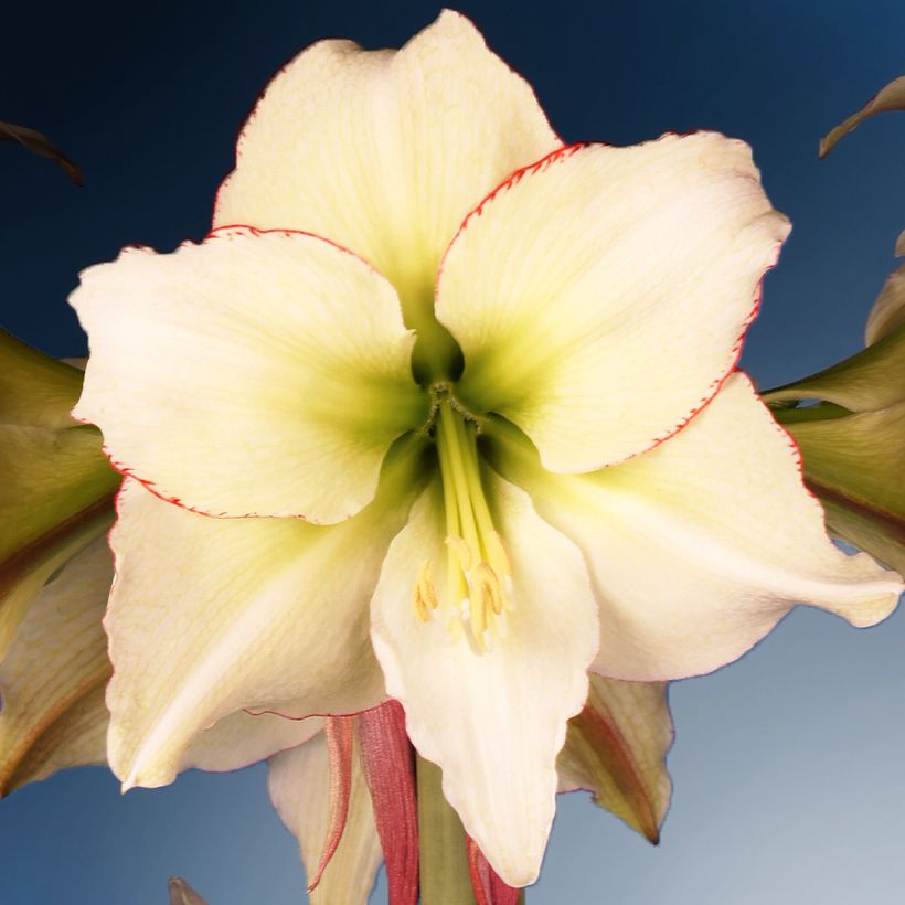 Amaryllis Lemon Cream - Hippeastrum (Bloei)