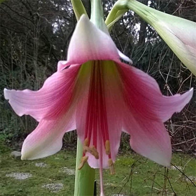 Amaryllis Misty - Hippeastrum (Bloei)