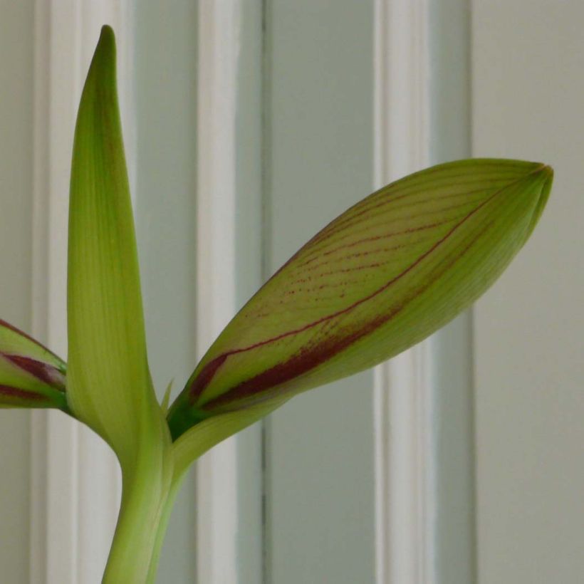 Amaryllis Neon maat 28/30 (Blad)