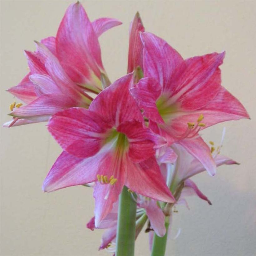 Amaryllis Neon maat 28/30 (Bloei)