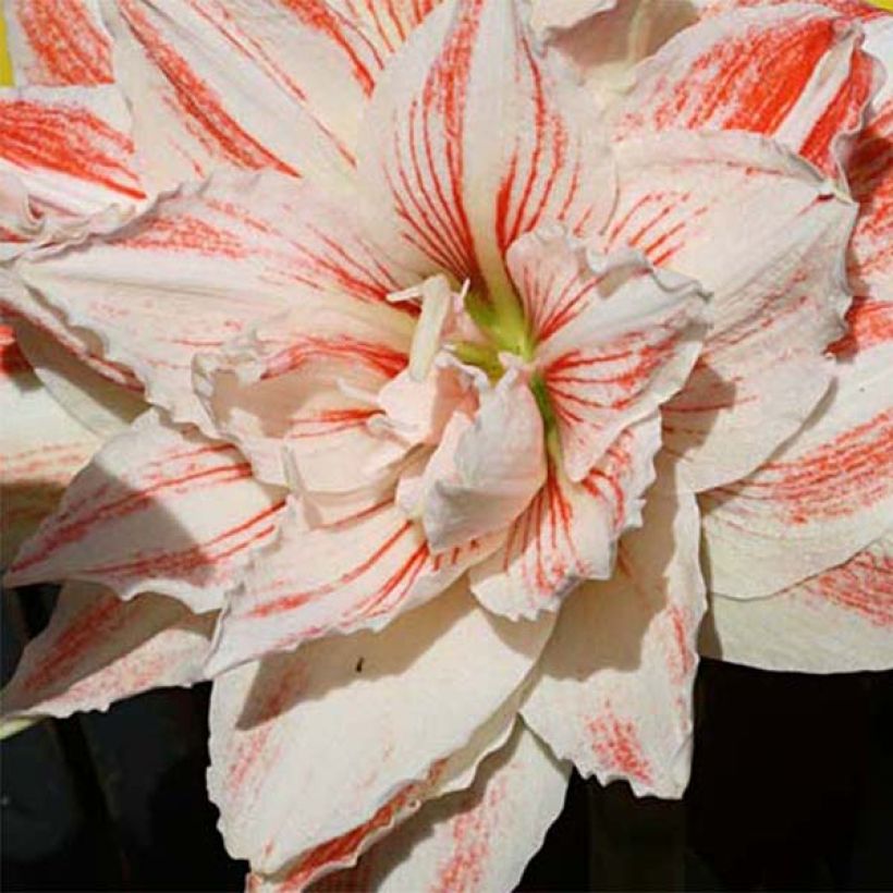 Amaryllis Nymph - Hippeastrum (Bloei)
