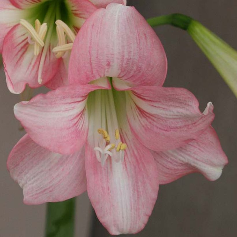 Amaryllis Pink Rascal - Hippeastrum (Bloei)