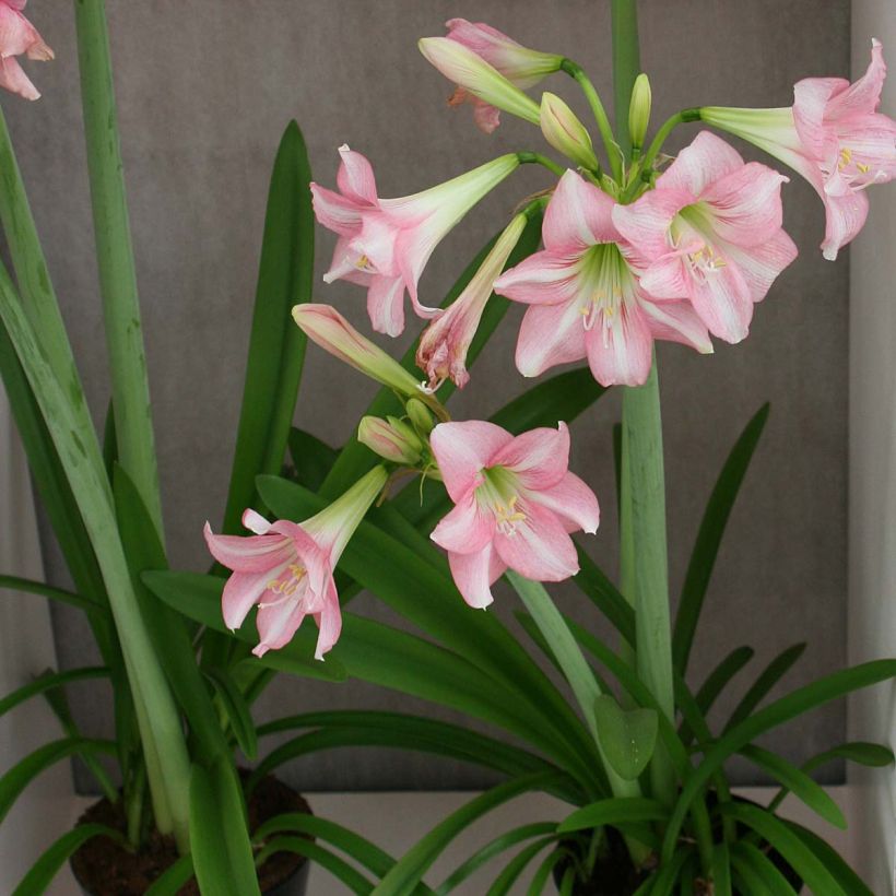 Amaryllis Pink Rascal - Hippeastrum (Groeiplaats)