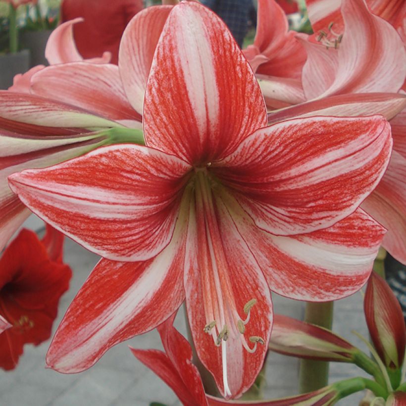Amaryllis Pyjama Party - Hippeastrum (Bloei)