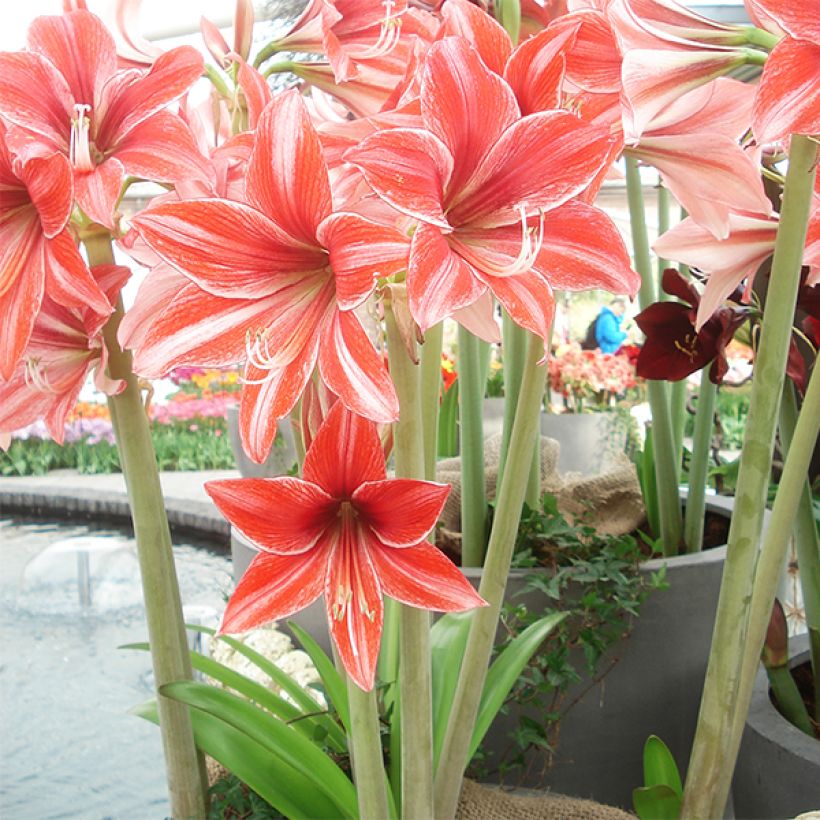 Amaryllis Pyjama Party - Hippeastrum (Groeiplaats)