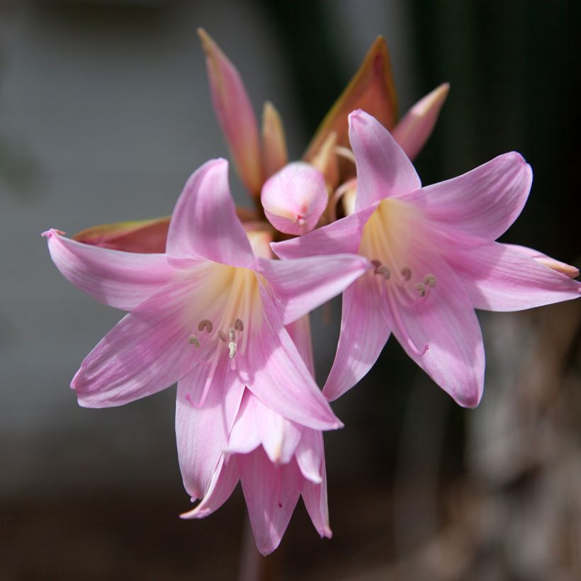 Amaryllis belladonna - Belladonnalelie (Bloei)