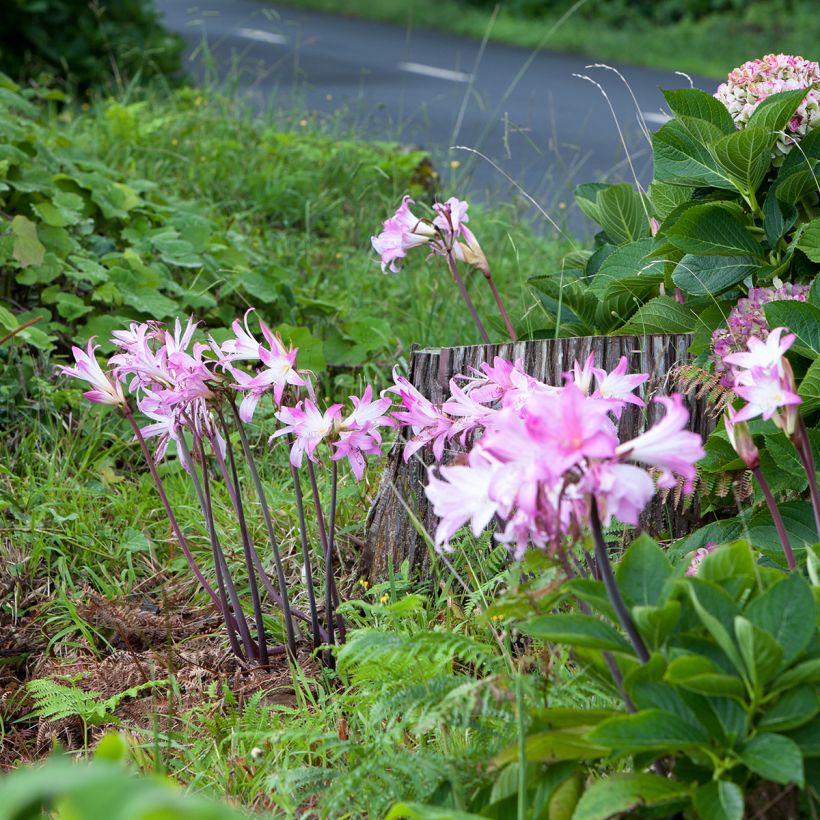 Amaryllis belladonna - Belladonnalelie (Groeiplaats)