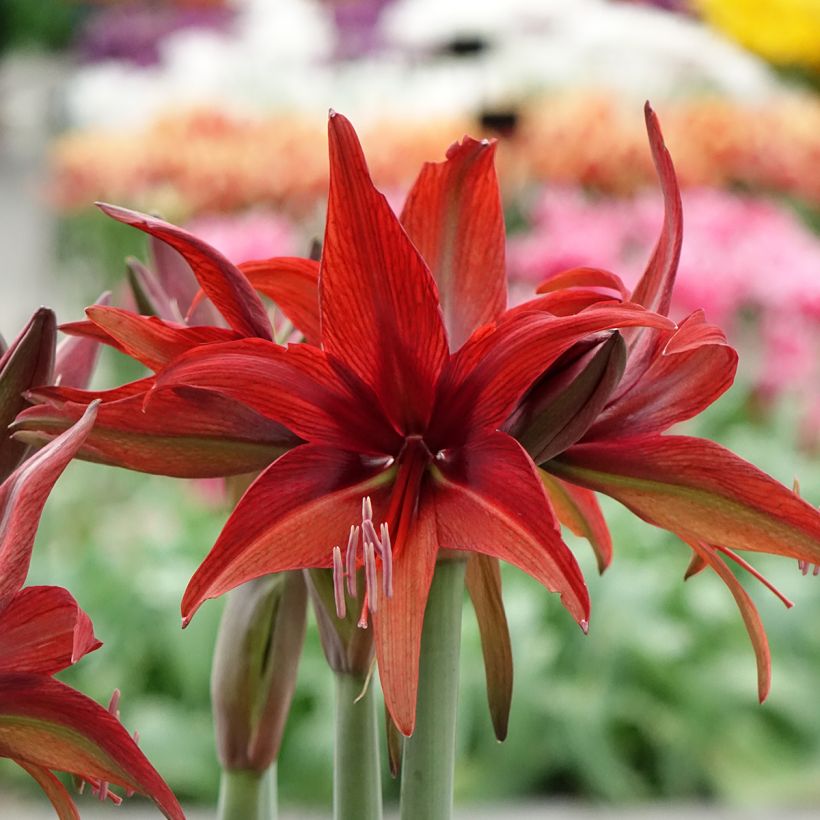 Amaryllis Bogota - Hippeastrum (Bloei)