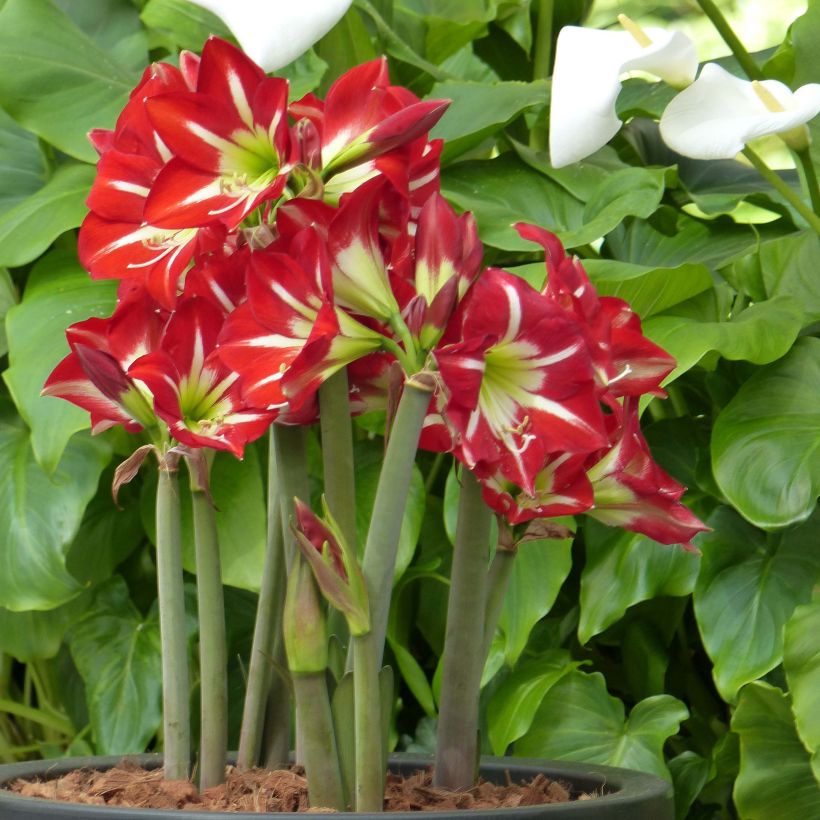 Amaryllis Balentino - Hippeastrum (Groeiplaats)