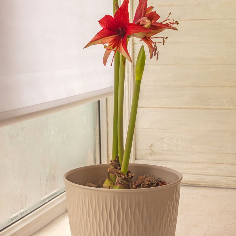 Amaryllis Bogota - Hippeastrum (Groeiplaats)