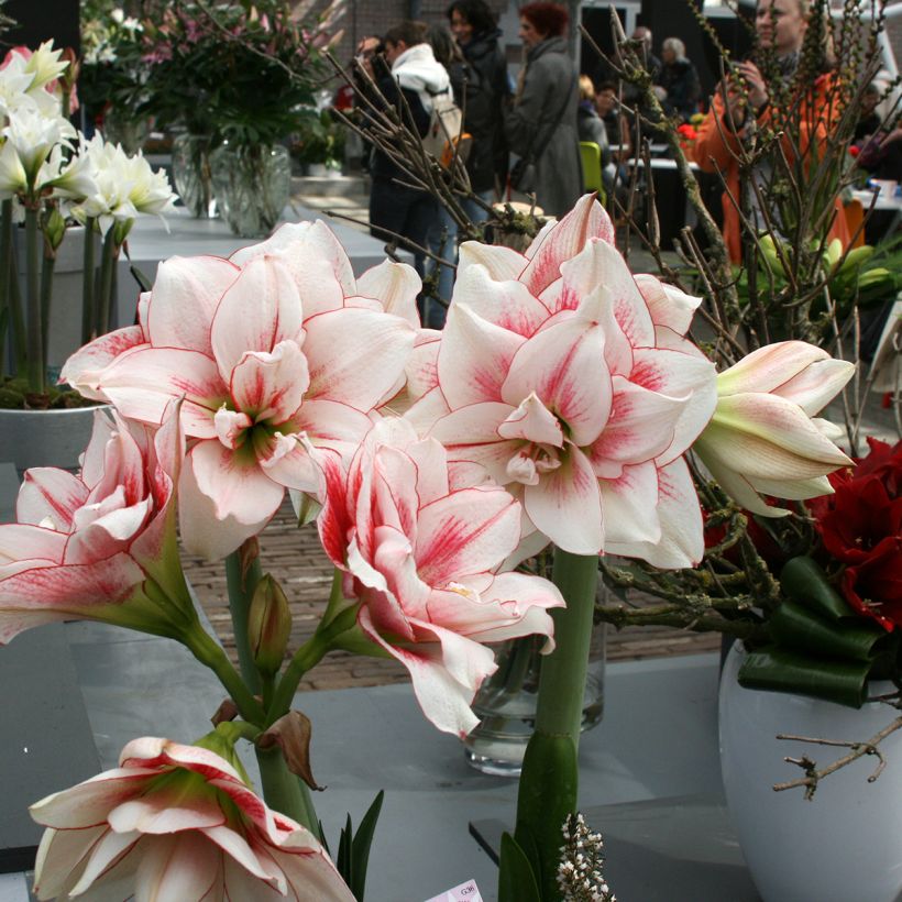 Amaryllis double Elvas (Groeiplaats)