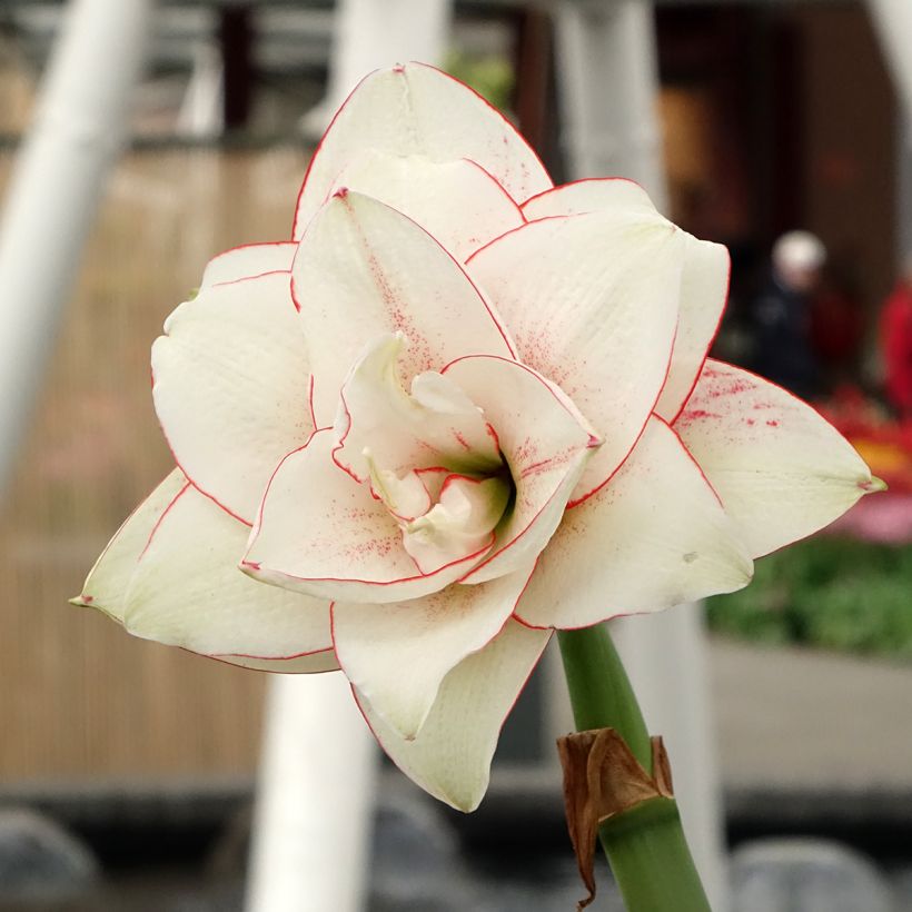 Amaryllis double Elvas (Bloei)