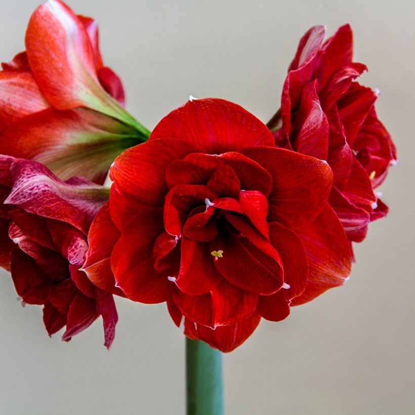 Amaryllis Double Dragon - Hippeastrum (Bloei)