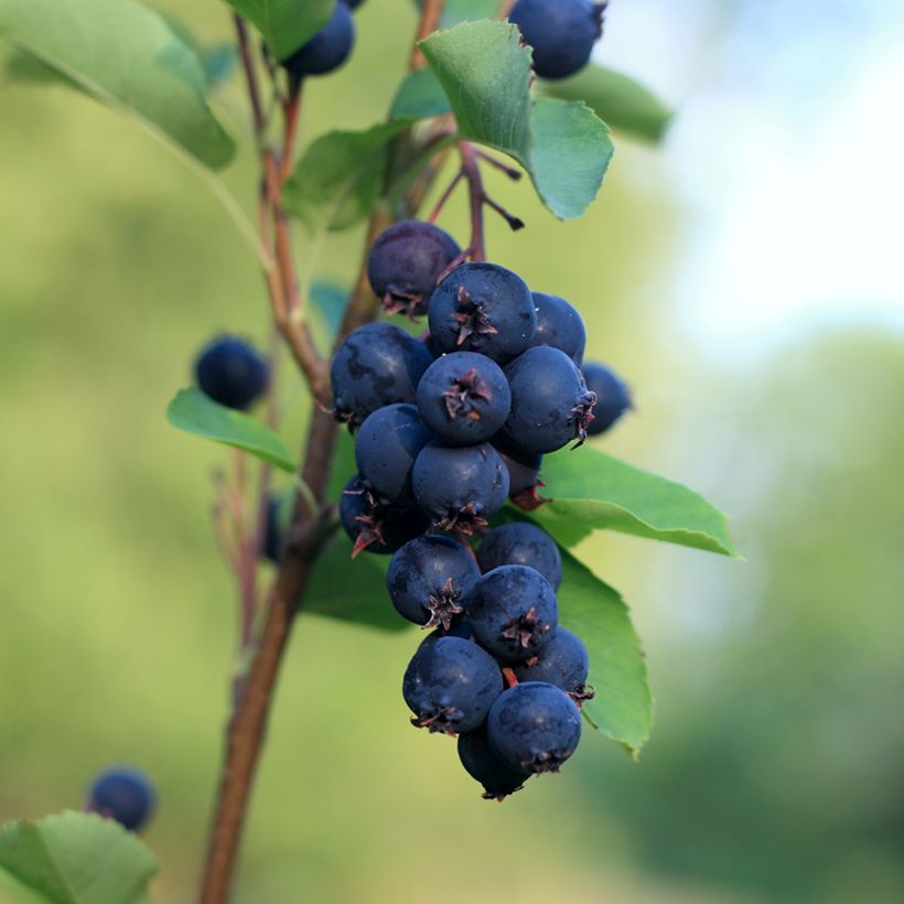 Amelanchier alnifolia Smoky - Krentenboompje (Oogst)