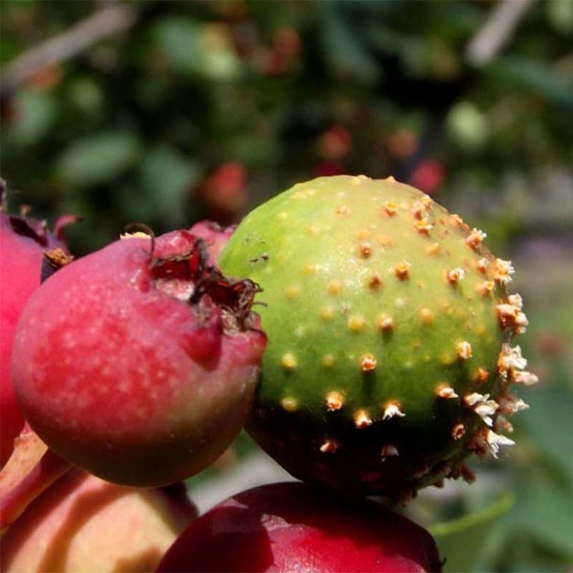 Amelanchier alnifolia Thiessen - Krentenboompje (Oogst)