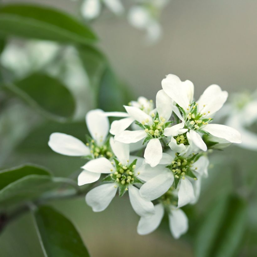 Amelanchier alnifolia Thiessen - Krentenboompje (Bloei)